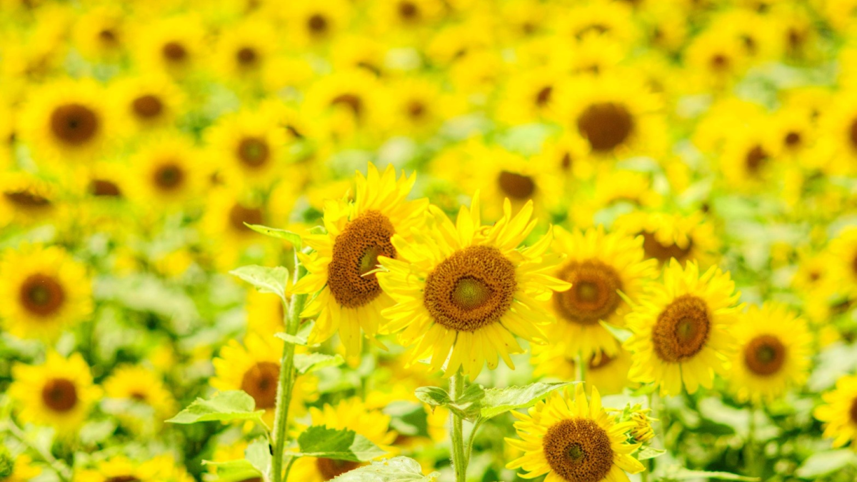 Faith in Focus: Sunflowers