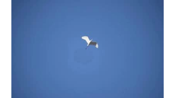 bird flying in a blue sky