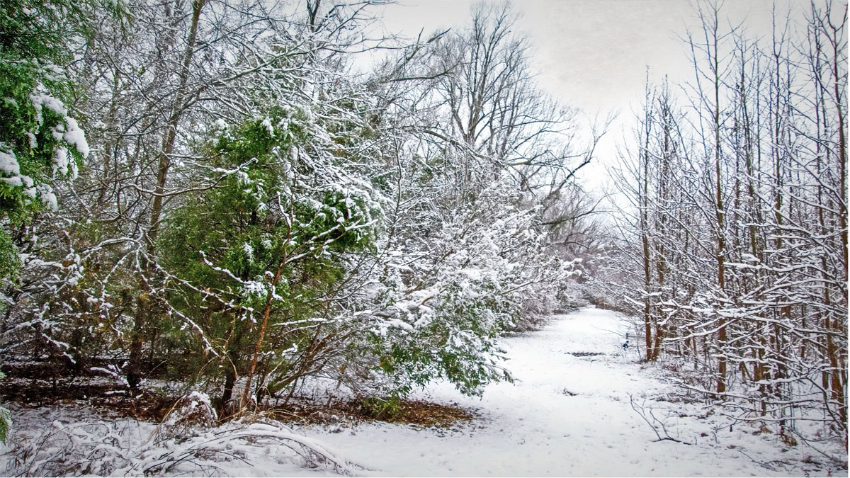 snowy path with show covered trees