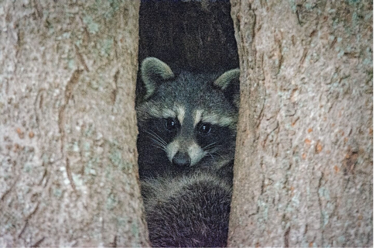 A raccoon looking out of a hole in a tree