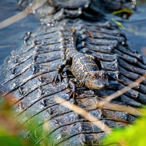 small alligator on his parent's back in water
